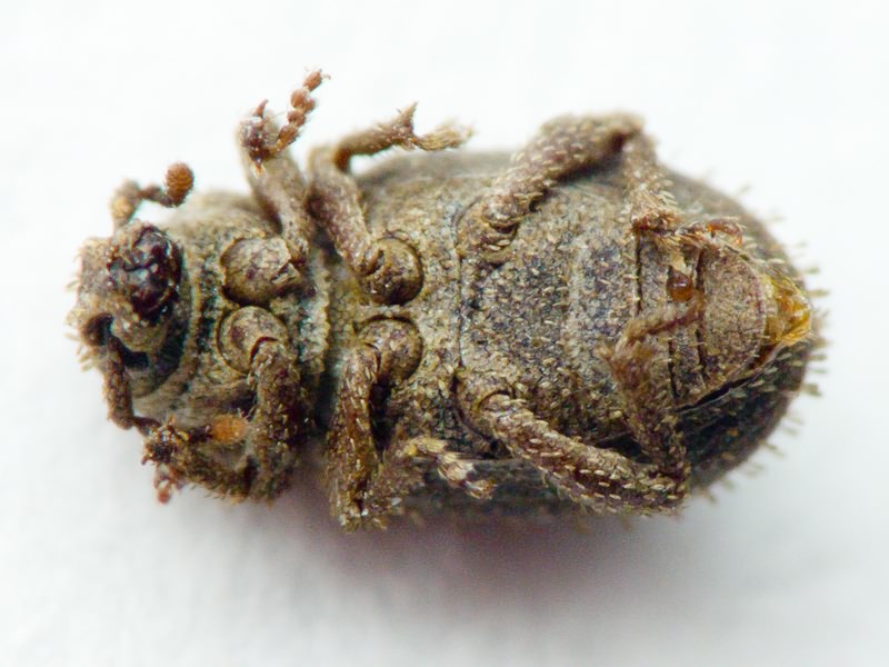 Trachyphloeus spinimanus Germar, 1824